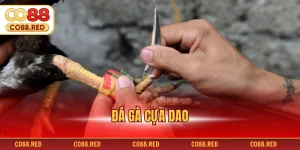 Đá Gà Cựa Dao - Những Bí Mật Về Đấu Trường Máu Lửa