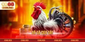 Đá Gá Cựa Sắt - Những Bí Mật Chiến Thắng Tại Đấu Trường